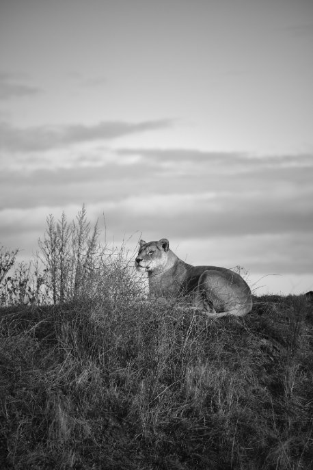 Serengeti Game Drive
